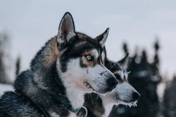 Chiens de traîneau, Syöte | Finlande