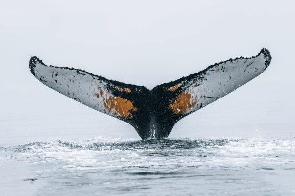 Baie de Disko | Groenland